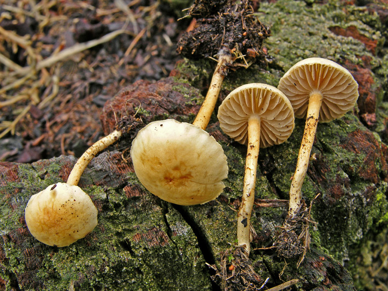 Risposte griglia 2 (marted� 29 maggio)